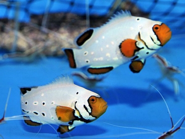 Amphiprion ocellaris frostbite Pair NZ