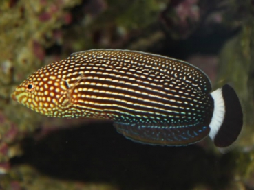 Anampses lineatus - Linien-Lippfisch