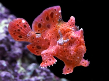 Antennarius multiocellatus - Augenfleck-Anglerfisch (Rot)