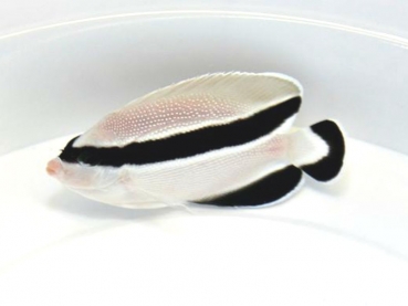 Apolemichthys arcuatus - Schwarzbinden-Kaiserfisch