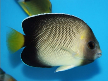 Apolemichthys xanthotis - Arabischer Kaiserfisch