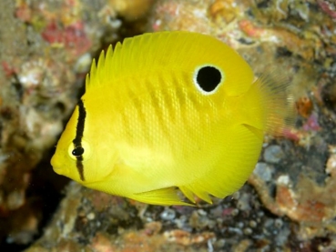Apolemichthys trimaculatus - Dreipunkt-Kaiserfisch