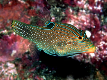 Canthigaster papua - Falschaugen-Kugelfisch