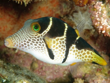 Canthigaster valentini - Sattel-Spitzkopfkugelfisch