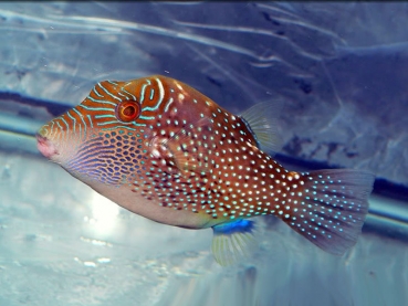 Canthigaster amboinensis - Ambon Spitzkopfkugelfisch