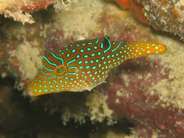 Canthigaster margaritata -  Perlen-Kugelfisch