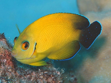 Centropyge Hybride (flavissima /vrolikii) - Hybrid-Zwergkaiserfisch