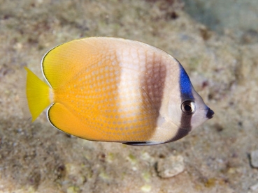 Chaetodon kleinii - Klein`s Falterfisch