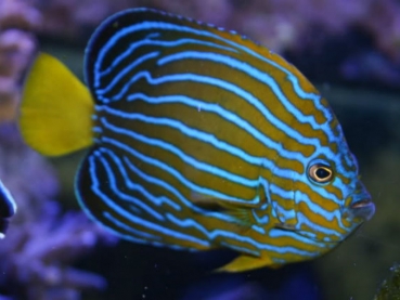 Chaetodontoplus septentrionalis - Blaustreifen-Samtkaiserfisch