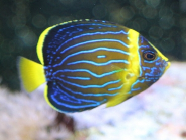 Chaetodontoplus septentrionalis - Blaustreifen-Samtkaiserfisch juveline