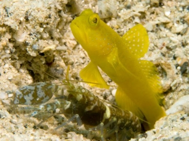 Cryptocentrus cinctus - mit Partnerkrebs (Alpheus bellulus)