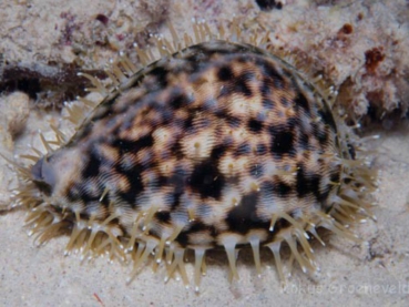 Cypraea tigris - Tigerschnecke oder Porzellanschnecke