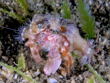 Dardanus pedunculatus - Anemonen-Einsiedlerkrebs (inkl. 3-5 Anemonen)