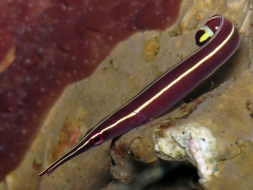 Diademichthys lineatus - Gestreifter Schildbauch