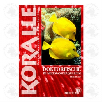 Doktorfische im Meerwasseraquarium