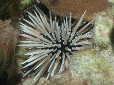 Echinometra mathaei - Riffdach-Bohrseeigel
