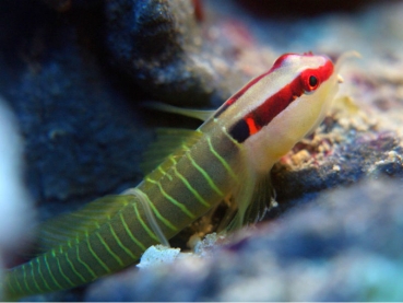 Elacatinus multifasciatus Grünstreifen-Grundel