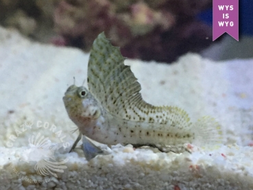 Emblemaria pandionis - Segelflossen Blenny