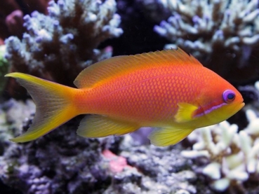 Pseudanthias squamipinnis - Juwelen Fahnenbarsch