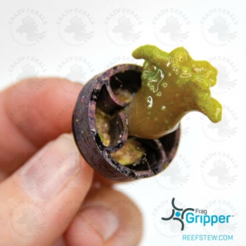 Preview: VCA Frag Gripper No-Glue-Frag Mounting System White