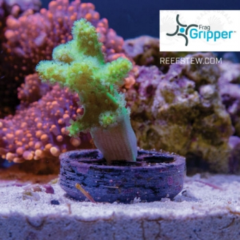 Preview: VCA Frag Gripper No-Glue-Frag Mounting System White
