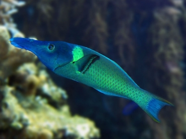 Gomphosus caeruleus - Blauer Vogel-Lippfisch (Pärchen)