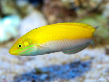 Halichoeres leucoxanthus - Indischer Kanarien Lippfisch