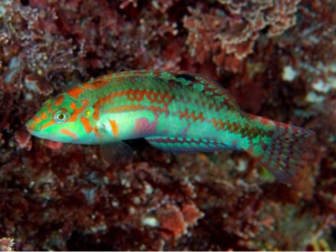 Halichoeres nebulosus