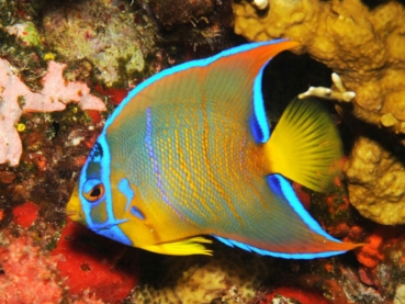 Holacanthus ciliaris - Diadem-Prachtkaiserfisch