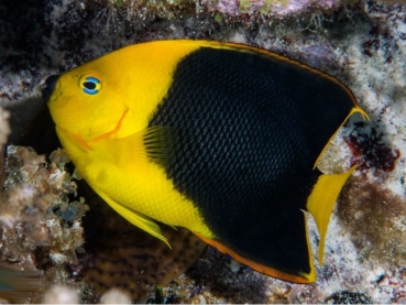 Holacanthus tricolor