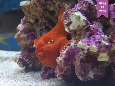 Antennarius maculatus - Warzen Anglerfisch Rot