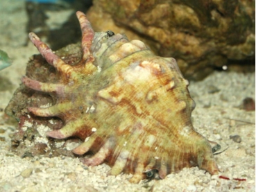 Lambis crocata - Flügelschnecke