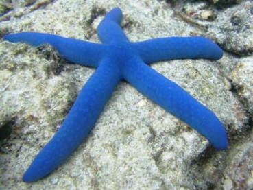 Linckia laevigata - Blauer Seestern