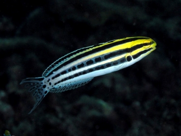 Meiacanthus grammistes - Zebra-Schleimfisch