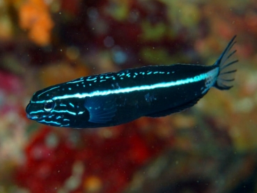 Meiacanthus kamoharai Schleimfisch (Nachzucht)