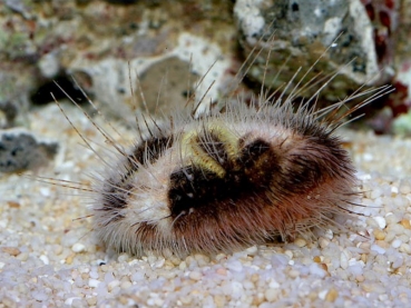 Metalia sternalis - Herzseeigel