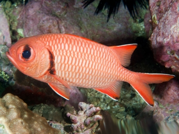 Myripristis murdjan - Weißsaum Soldatenfisch