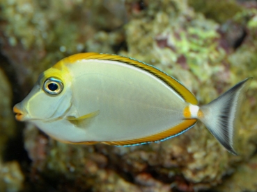 Naso lituratus - Kuhkopf Doktorfisch