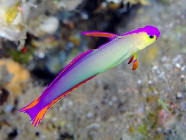 Nemateleotris decora Dekor-Schwertgrundel