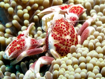 Neopetrolisthes oshimai - Oshimas Porzellankrebs