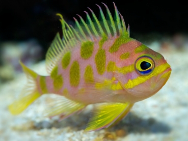 Odontanthias borbonius - Tiefwasser Fahnenbarsch