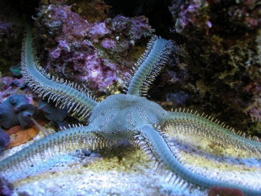 Ophiarachna incrassata - Olivgrüner Schlangenstern