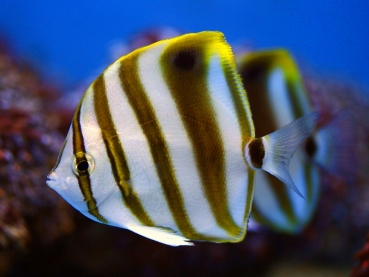 Parachaetodon ocellatus Pärchen