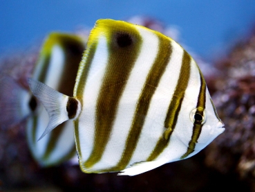 Parachaetodon ocellatus Segelfalterfisch - Fünfbinden-Falter