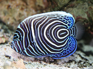 Pomacanthus imperator  juv.- Imperator-Kaiserfisch