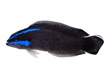 Pseudochromis springeri - Springers Zwergbarsch (Nachzucht)