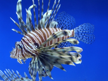 Pterois volitans - Rotfeuerfisch