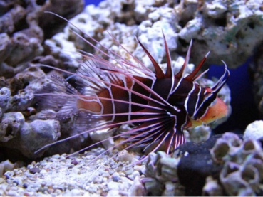 Pterois radiata - Strahlen-Rotfeuerfisch