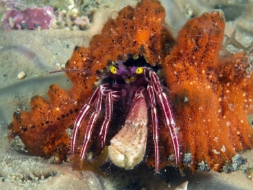 Pylopaguropsis fimbriata - Einsiedlerkrebs