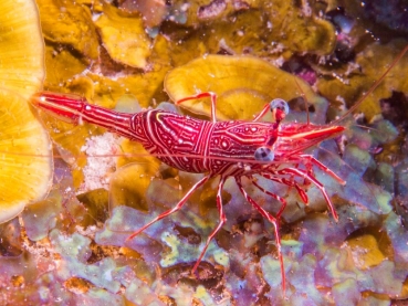 Rhynchocinetes durbanensis - Durban Tanzgarnele